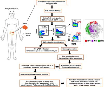 RNA-Seq Analysis of Colorectal Tumor-Infiltrating Myeloid-Derived Suppressor Cell Subsets Revealed Gene Signatures of Poor Prognosis